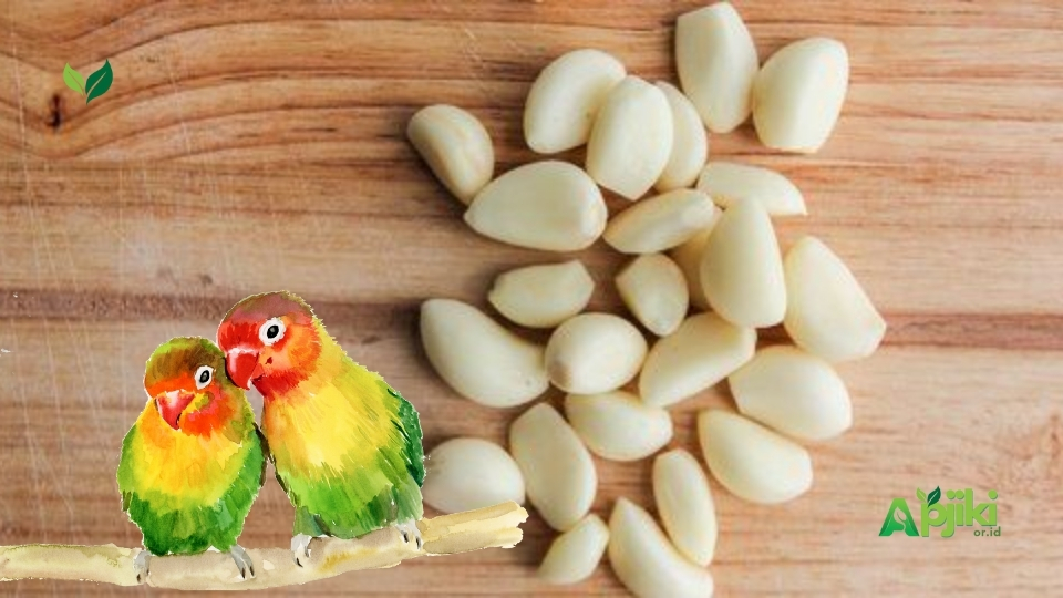 7 Manfaat Bawang Lanang untuk burung Lovebird