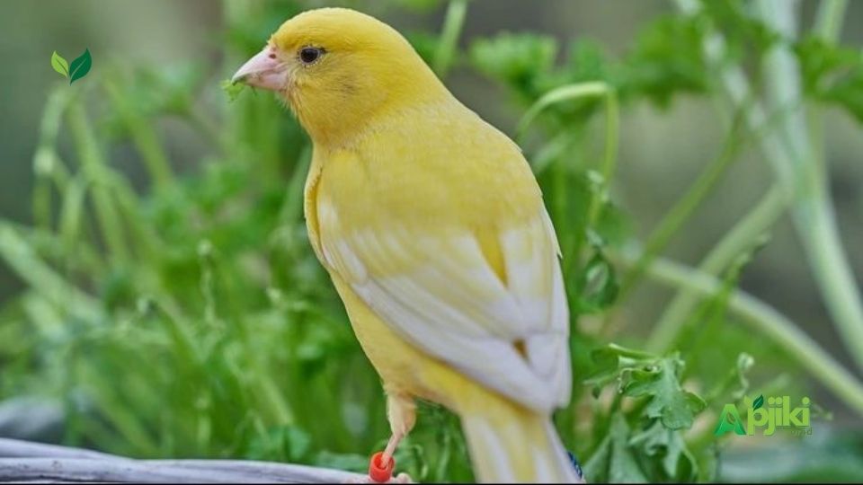 Efek Samping Madu pada Burung Kenari