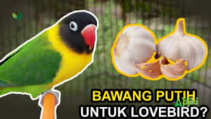 Bikin Penasaran, Inilah Manfaat Bawang Lanang untuk Lovebird