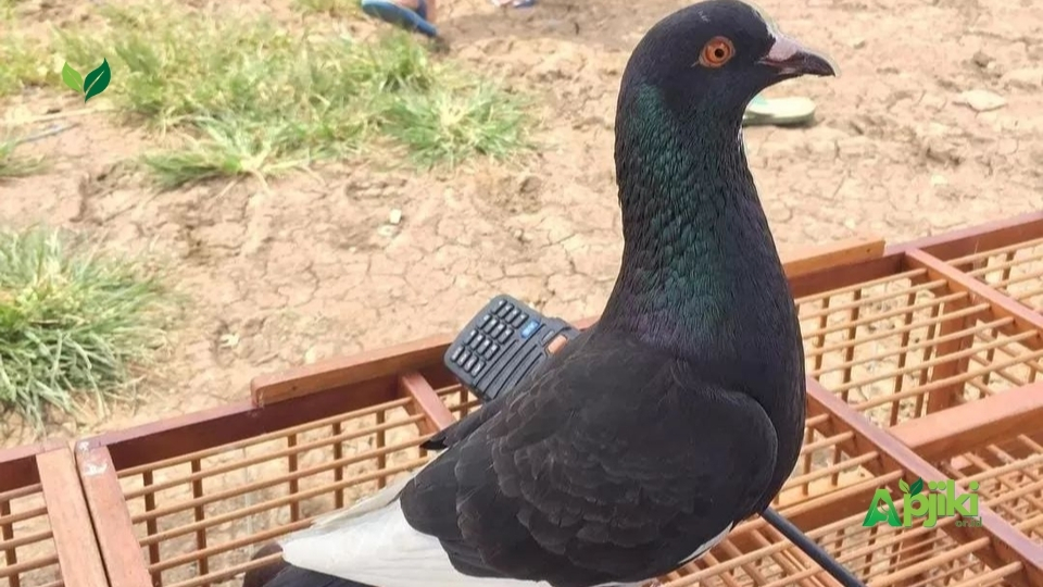 Manfaat Bawang Merah Buat burung Merpati