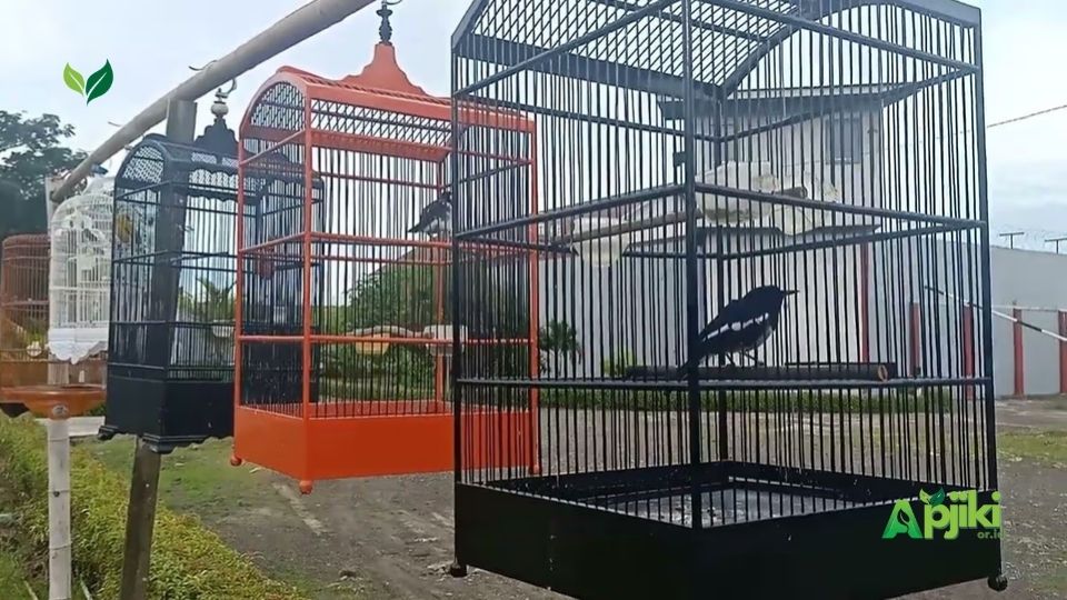 Manfaat Jemur Burung Siang Hari