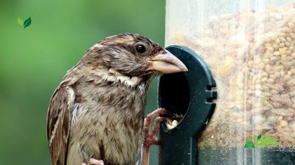 Manfaat Tolak Angin untuk Burung