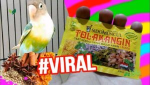 Yuk Simak, Manfaat Tolak Angin untuk Burung