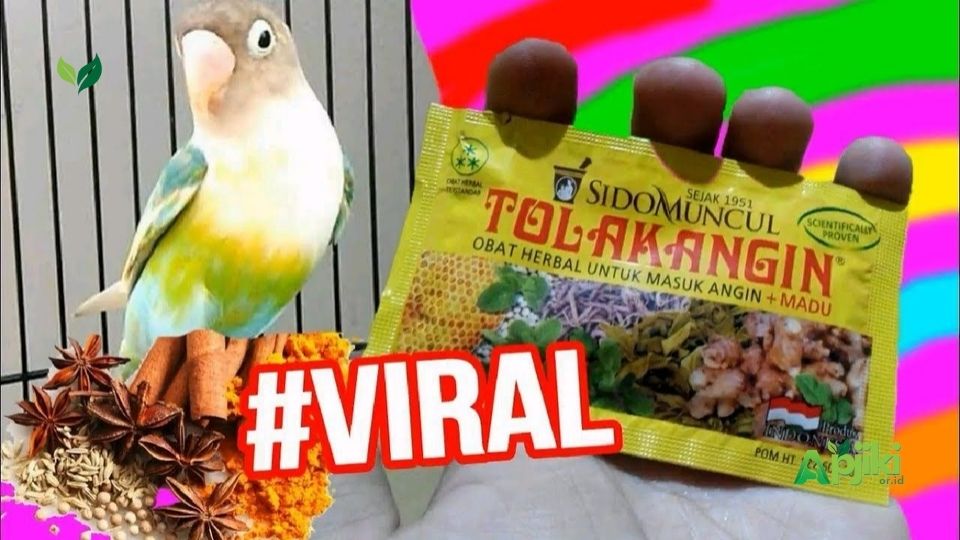 Manfaat Tolak Angin untuk Burung