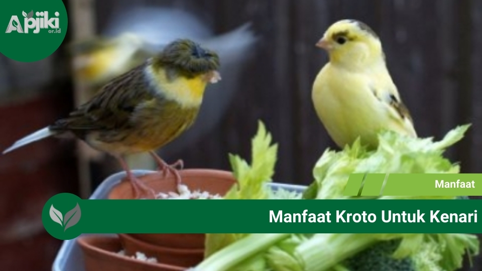 Manfaat Kroto Untuk Kenari